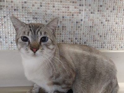 #PraCegoVer: Fotografia do gato Bartolinho. Ele tem as cores cinza e branco. Seus olhos são azul